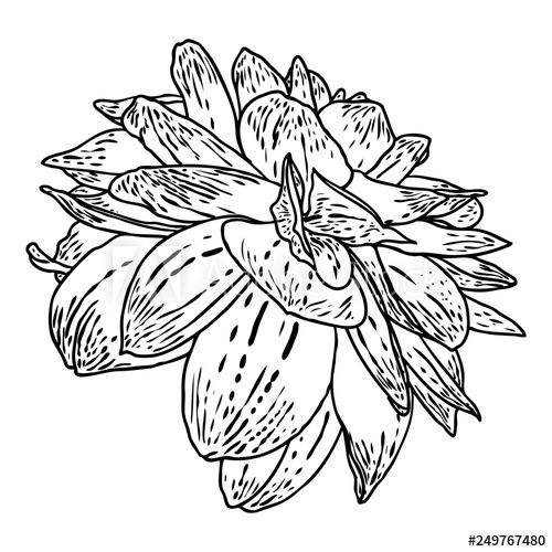 500x500 Dahlia Or Zinnia Flower Drawing, Sketch Of Black Line Art On White - Dahlia Line Drawing