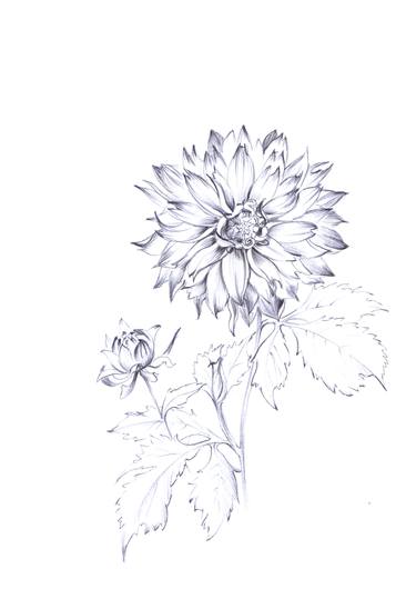 375x530 Dahlias Drawing Drawing - Dahlia Line Drawing