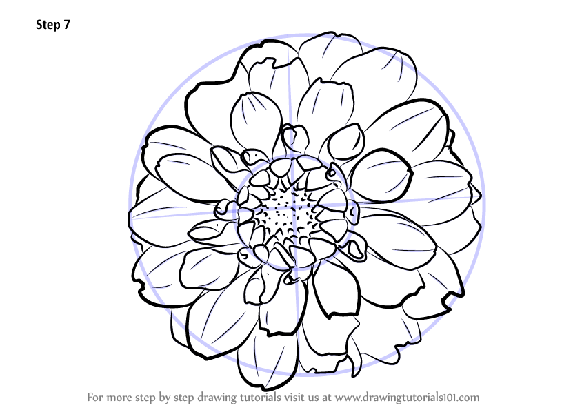Dahlia Line Drawing at Explore collection of