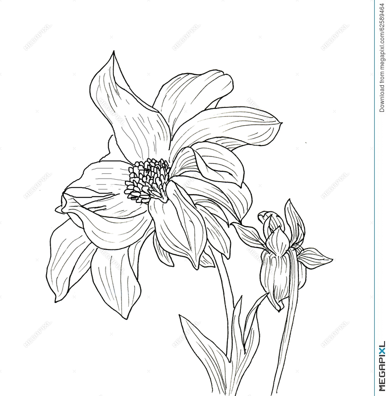 Dahlia Line Drawing at Explore collection of