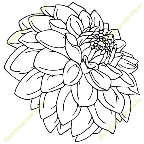 500x500 Line Drawing Dahlia Found On Flower Line - Dahlia Line Drawing