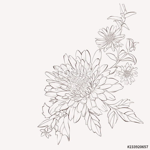 Dahlia Line Drawing at PaintingValley.com | Explore collection of ...