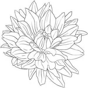 Dahlia Line Drawing at PaintingValley.com | Explore collection of ...