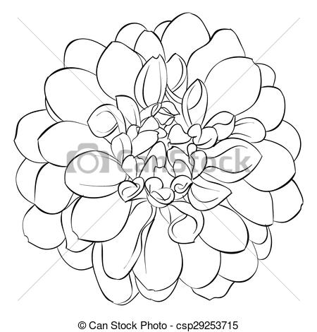 450x470 Beautiful Monochrome Black And White Dahlia Flower Isolated - Dahlia Line Drawing