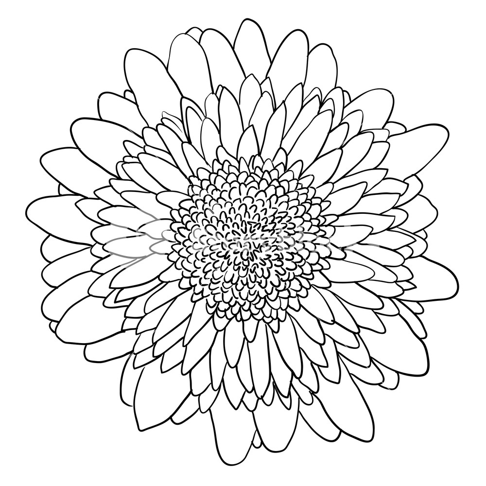 Dahlia Line Drawing at Explore collection of