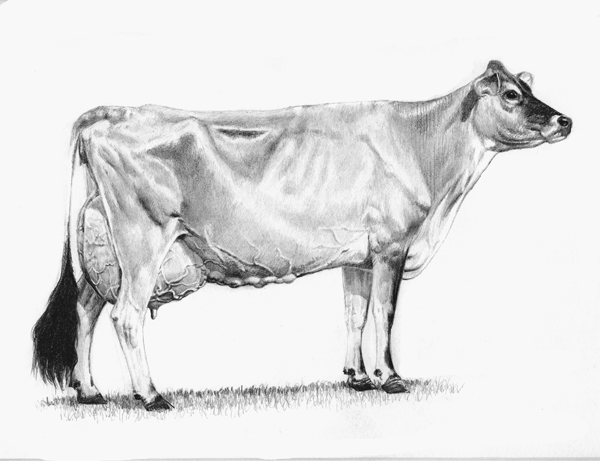 Dairy Cow Drawing At Explore Collection Of Dairy Cow Drawing 3731