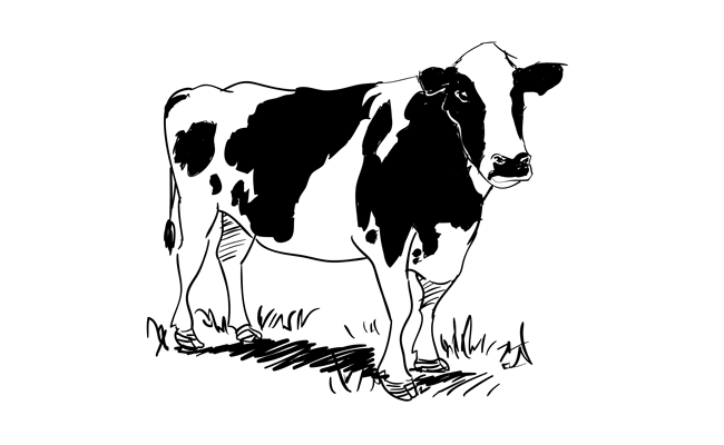 650x400 how to draw a cow - Dairy Cow Drawing