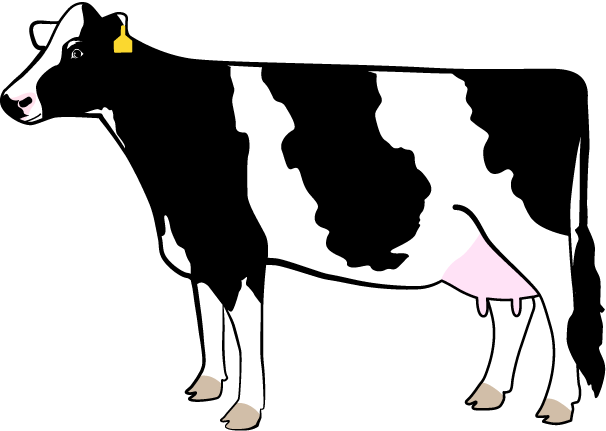 606x431 milk, dairy, drawing, transparent png image clipart free download - Dairy Cow Drawing