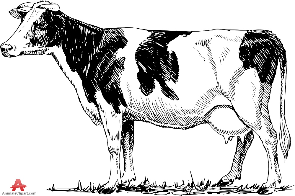 Dairy Cow Drawing at Explore collection of Dairy