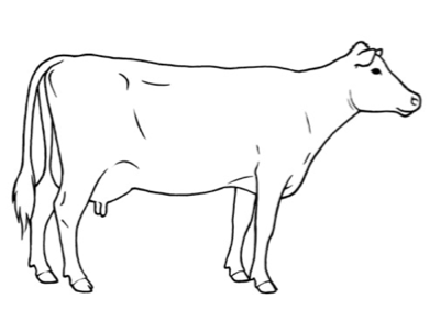 cow body drawing