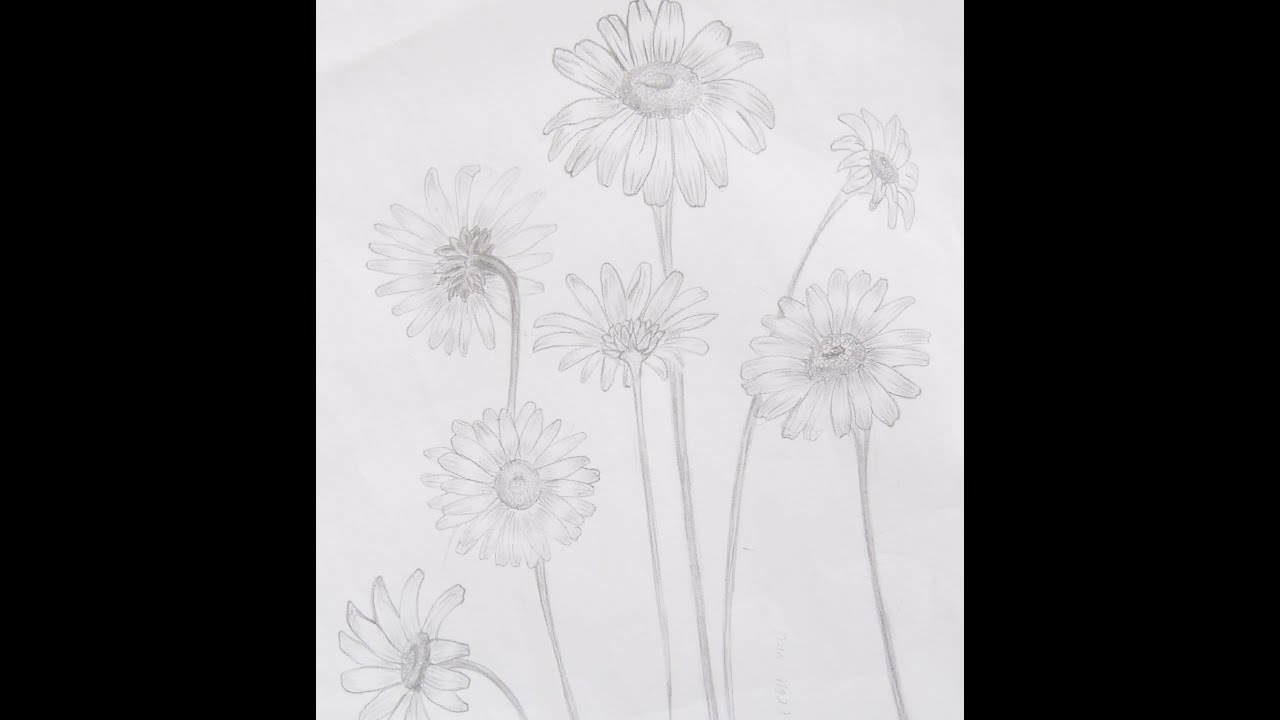 1280x720 Drawing Lesson How To Draw A Realistic Daisy - Daisy Drawing