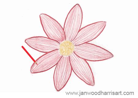 450x320 How To Draw A Daisy - Daisy Drawing