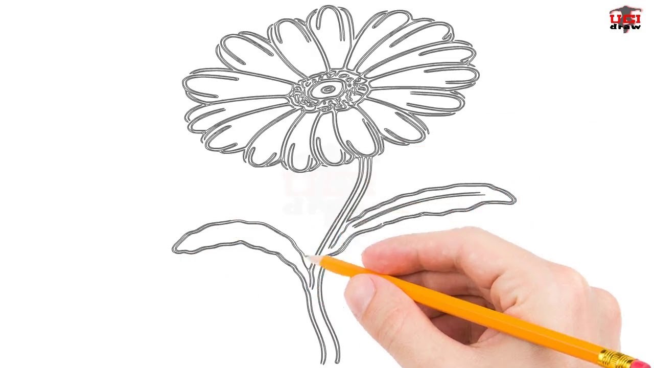 1280x720 How To Draw A Daisy Step - Daisy Drawing