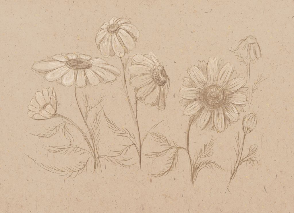 1024x744 How To Draw A Daisy Flower Step - Daisy Drawing