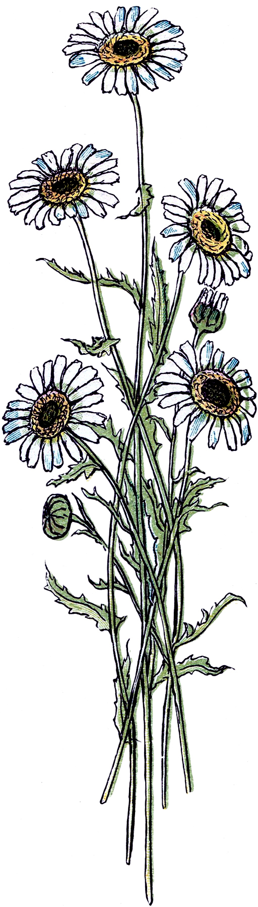 512x1800 Pretty Vintage Daisy Drawing! - Daisy Drawing