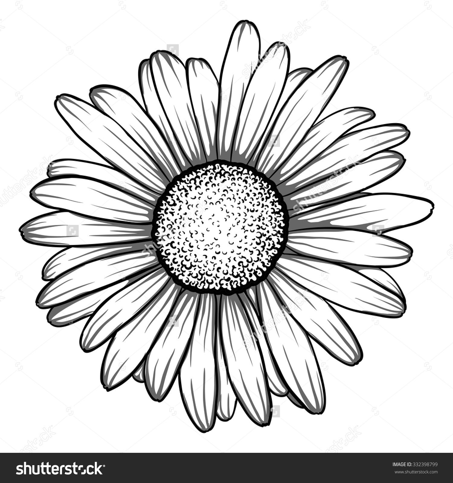 1500x1600 Beautiful Monochrome, Black And White Daisy Flower Isolated - Daisy Drawing