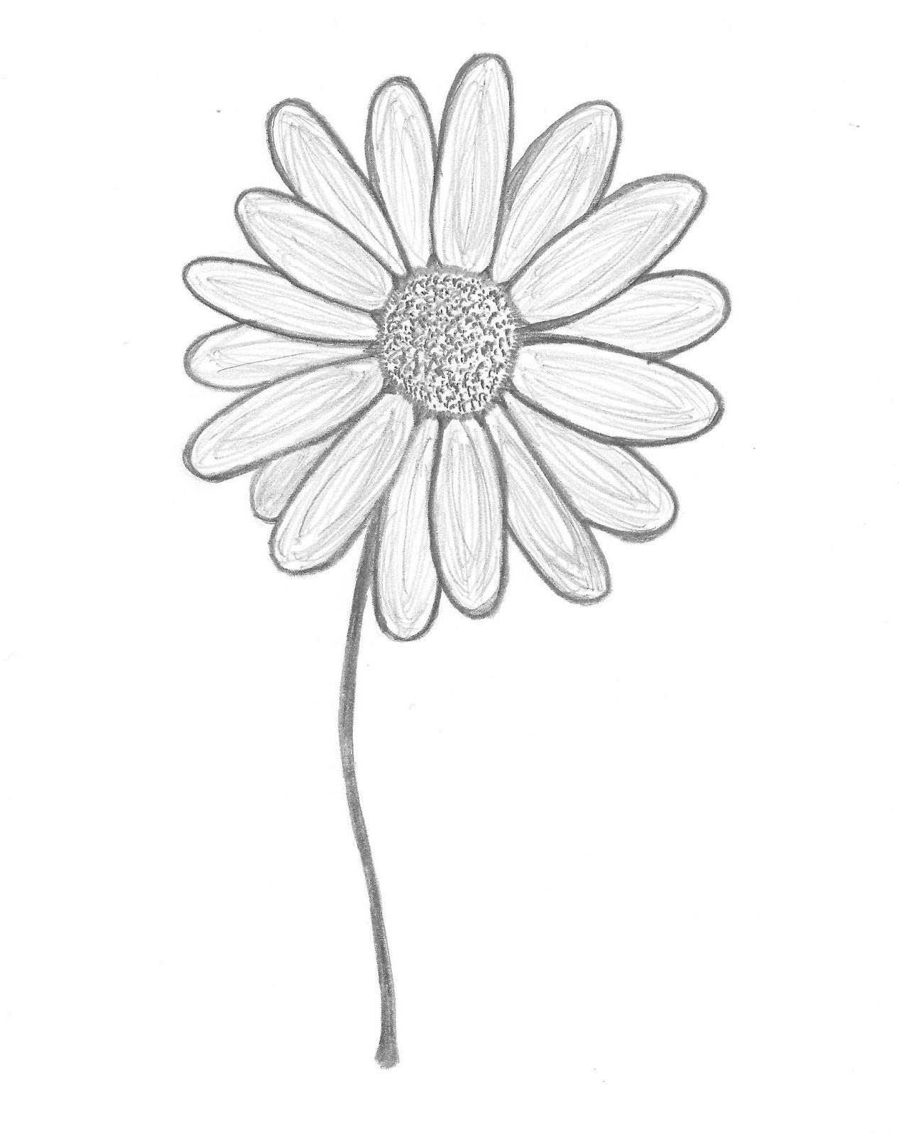 1266x1600 Top Daisy Drawing - Daisy Drawing