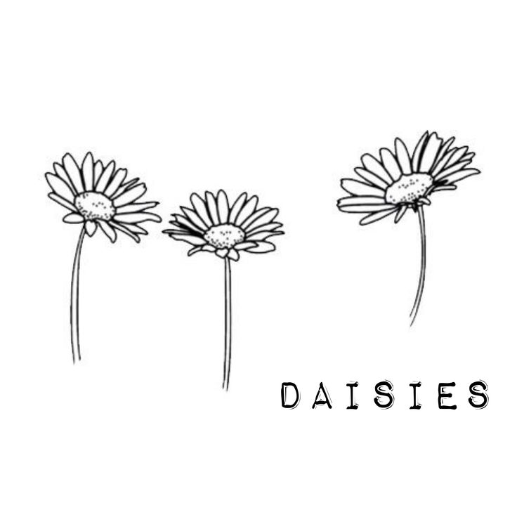 736x736 Daisy Flower Drawing - Daisy Drawing