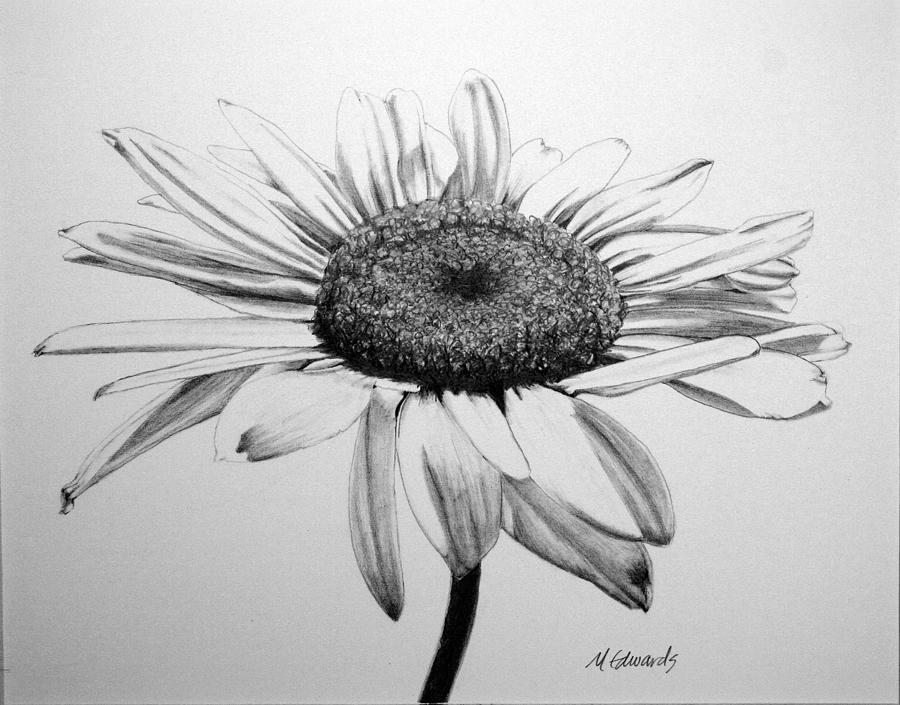 900x705 Daisy Ii Drawing - Daisy Drawing