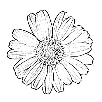 350x350 Daisy Flower Sketch - Daisy Drawing Images