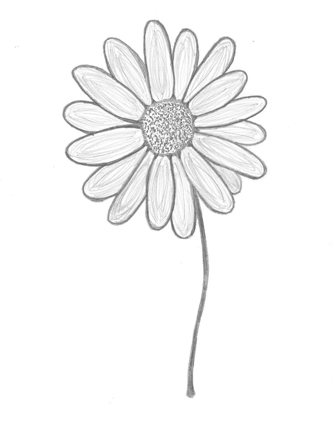 1266x1600 Gerber Daisy Drawing - Daisy Drawing Images