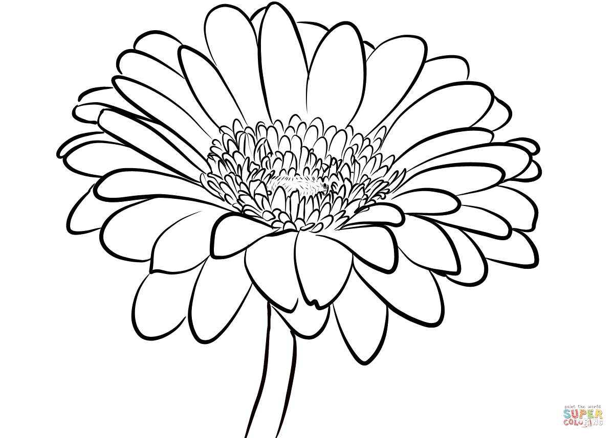 Gerber Daisy Drawing Free Download Clip Art - Daisy Drawing Images. 