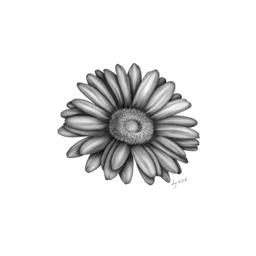 900x900 gerbera daisy drawing - Daisy Drawing Images