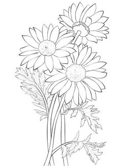 236x325 How To Draw A Daisy Step - Daisy Drawing Images