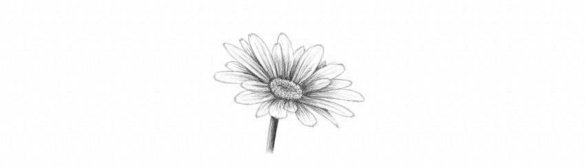 850x243 How To Draw A Flower - Daisy Drawing Images