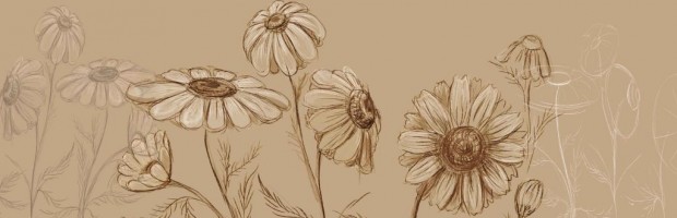 620x200 How To Draw A Daisy Flower Step - Daisy Drawing Images