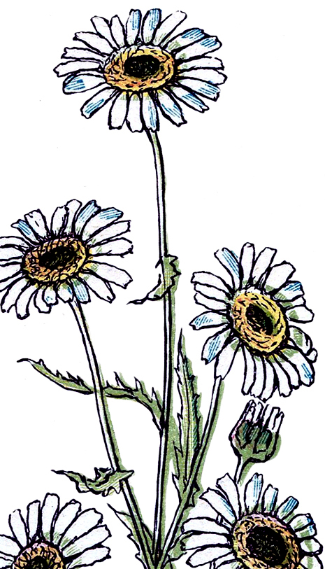 465x813 Pretty Vintage Daisy Drawing! - Daisy Drawing Images