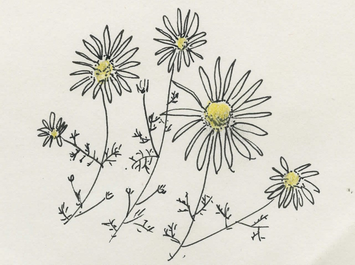 1242x929 Flowers Draw Tumblr Daisy Flower Drawing Tumblr Painting Practice - Daisy Drawing Images
