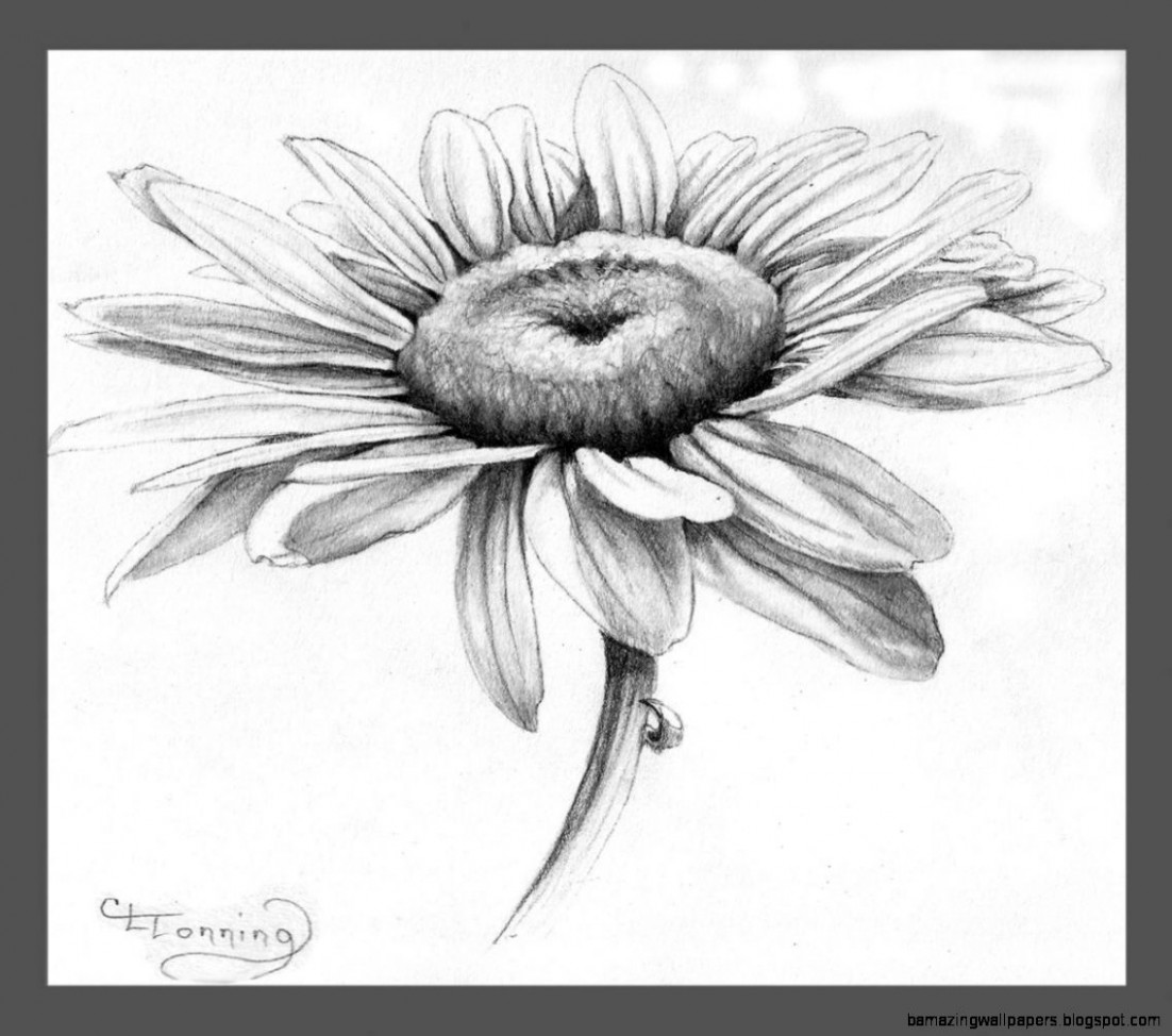 1102x974 tumblr flower drawing daisy daisies drawing tumblr daisy doodle - Daisy Drawing Images