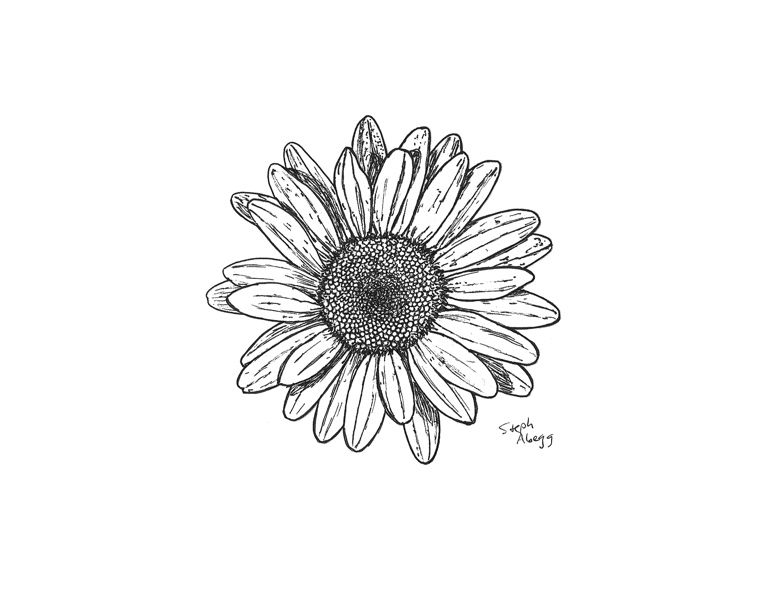776x600 Daisy Drawing Beautiful Image Drawing Skill - Daisy Drawing Images