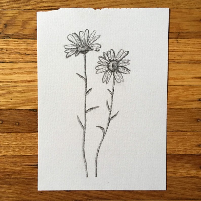 794x794 daisy drawing daisy print botanical art flower drawing etsy - Daisy Drawing Images