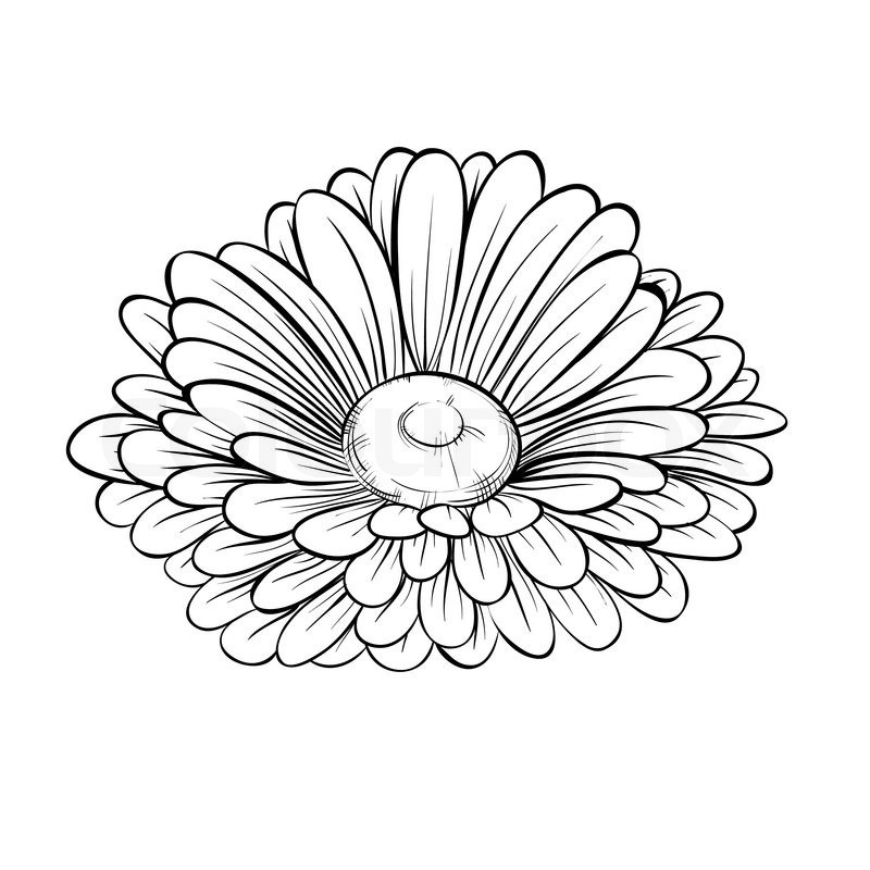 Daisy Drawing Outline at Explore collection of