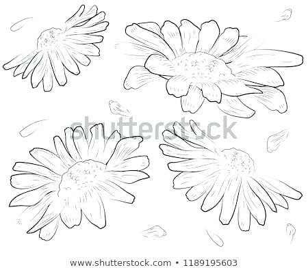 450x395 Daisy Flower Outline Coloring - Daisy Drawing Outline
