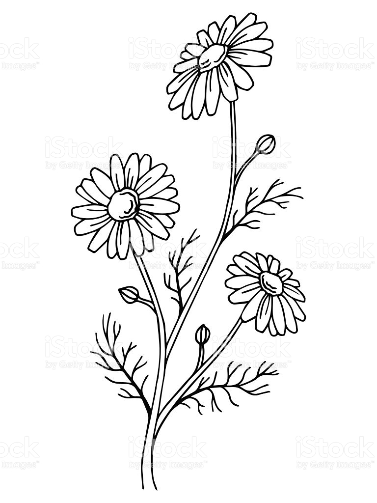 Daisy Drawing Outline At Explore Collection Of