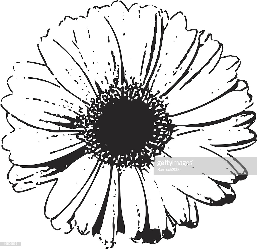 1024x991 Daisy Outline Vector - Daisy Drawing Outline