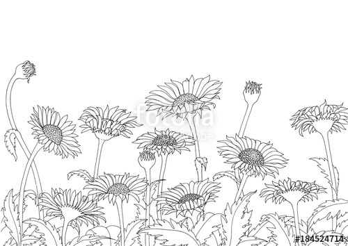 500x354 Daisy Field Outline Sketch Hand Drawing On White Background Stock - Daisy Drawing Outline