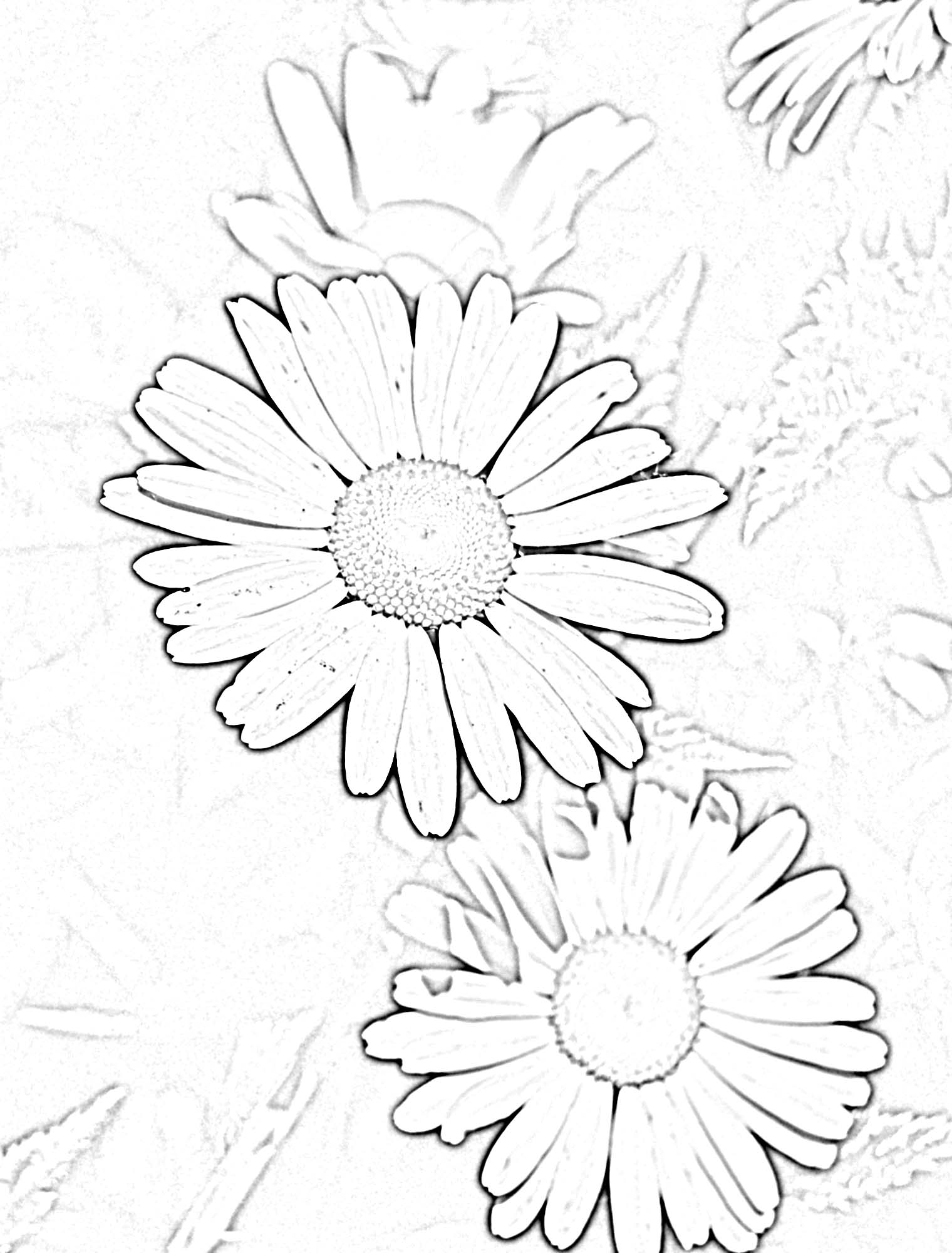 1520x2000 art for homeschool practice contour drawing - Daisy Drawing Outli...