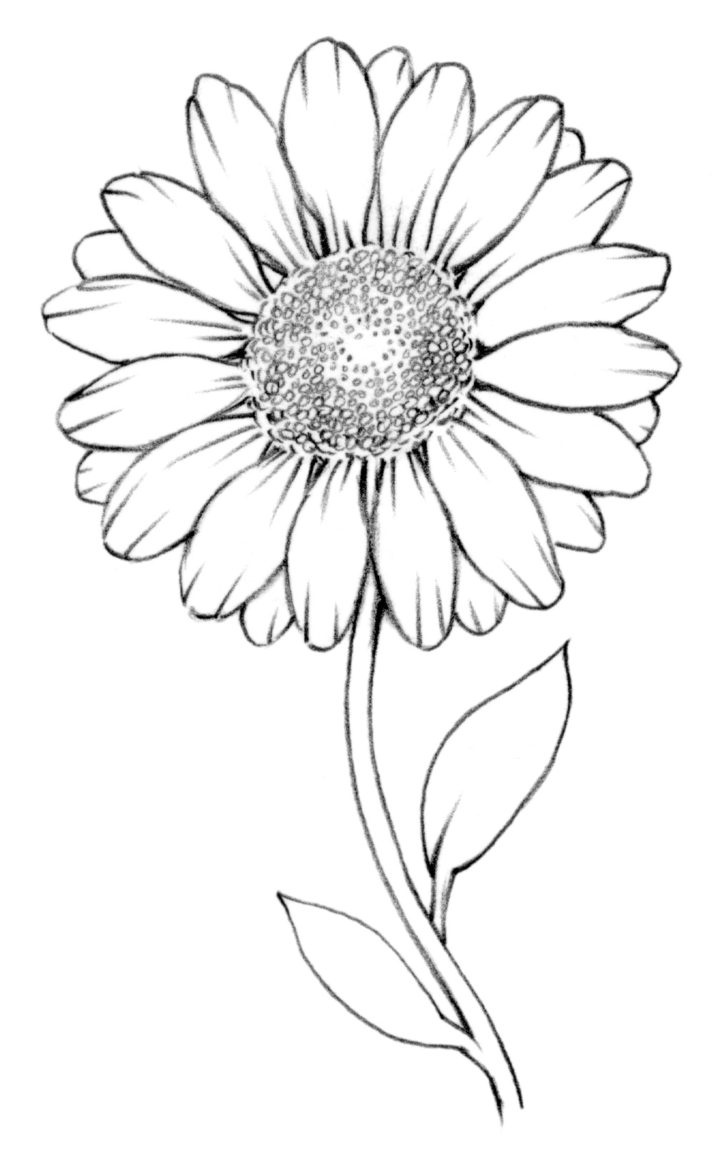 Drawing Lesson Flower The Scribbles Institute - Daisy Drawing Outline. 