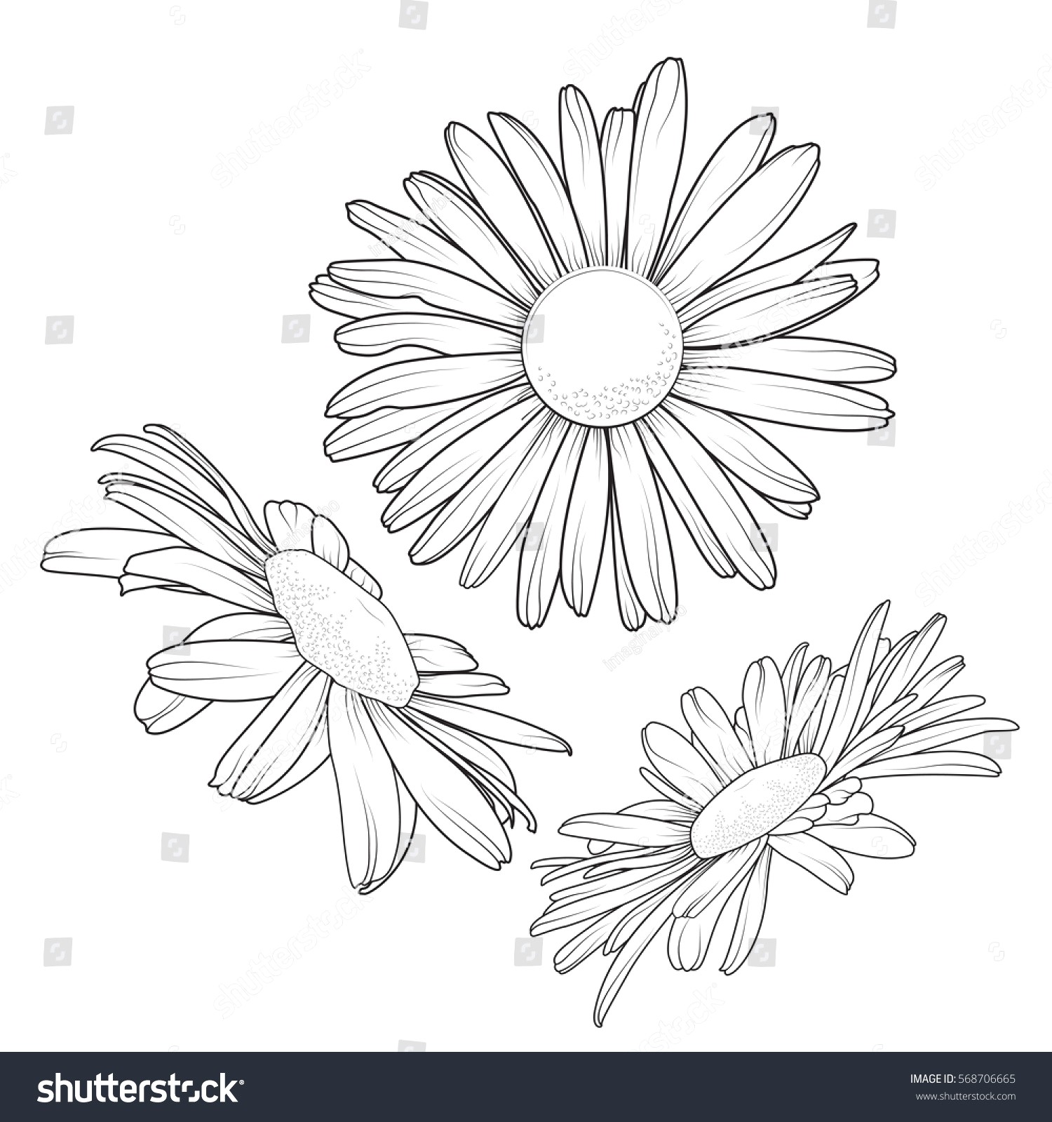 Drawing Of A Daisy Flower Sketch Library Throughout Outline - Daisy Drawing Outli...