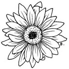 236x236 Drawn Daisy Outline - Daisy Drawing Outline