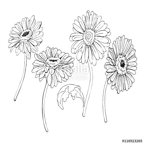 500x500 Huge Collection Of 'daisy Outline Drawing' Download More Than - Daisy Drawing Outline