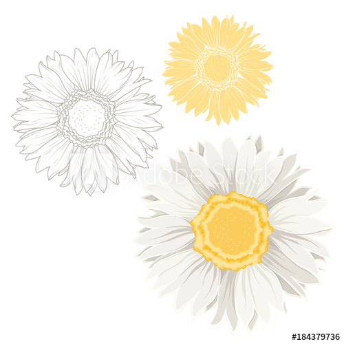 500x500 Set Of Isolated Chamomile Daisy Flowers On White Background - Daisy Drawing Outline