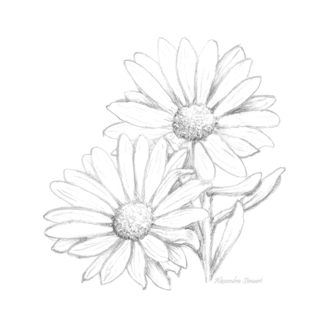 Daisy Flower Drawing Outline - Daisy Drawing Outline. 