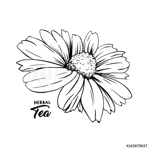 500x500 Chamomile Hand Drawn Vector Illustration Floral Ink Pen Engraved - Daisy Drawing Outline