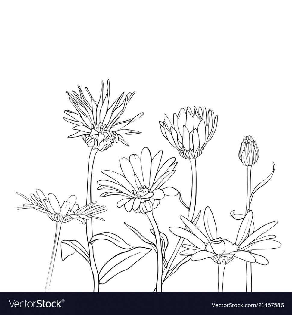 Daisy Drawing Outline at PaintingValley.com | Explore collection of ...