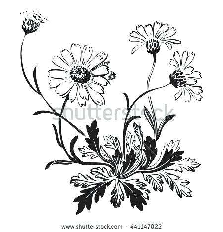 450x470 drawing of daisies on blue search illustration fine art prints - Daisy Drawing Tumblr
